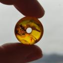 Baltic AMBER BEAD - DONUT, RINGPEARL, DISC - original jewelry