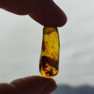 Genuine Baltic amber–nuggets without a hole, perfect for carving 2