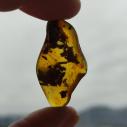 Genuine Baltic amber–nuggets without a hole, perfect for carving