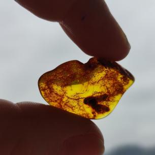 Genuine Baltic amber–nuggets without a hole, perfect for carving