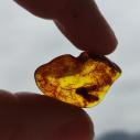 Genuine Baltic amber–nuggets without a hole, perfect for carving
