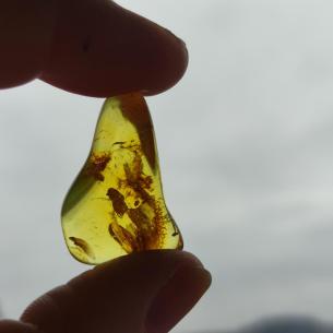 Genuine Baltic amber–nuggets without a hole, perfect for carving