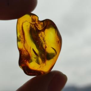 Genuine Baltic amber–nuggets without a hole, perfect for carving