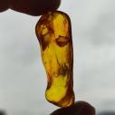 Genuine Baltic amber–nuggets without a hole, perfect for carving