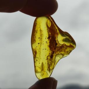 Genuine Baltic amber–nuggets without a hole, perfect for carving