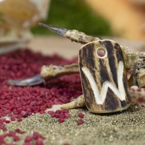 Pendant "W" carved into deer antler
