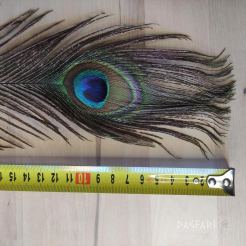 Peacock feather - 1 long decorative feather from peacock for vanity :)