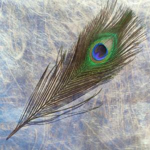Peacock feather - 1 short decorative feather from peacock for vanity 2